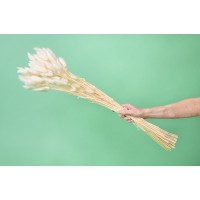 PHOCEALYS │Lagurus sec │vente aux pros│Grossiste en fleurs séchées