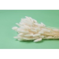 PHOCEALYS │Lagurus sec │vente aux pros│Grossiste en fleurs séchées
