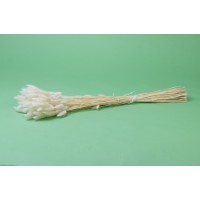 PHOCEALYS │Lagurus sec │vente aux pros│Grossiste en fleurs séchées