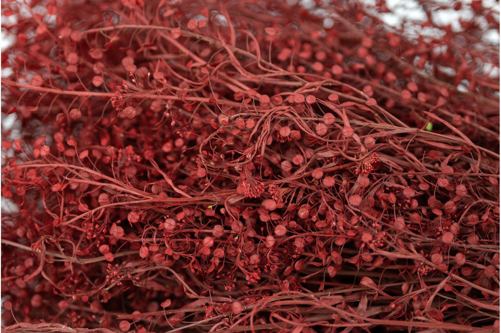 Lepidium stabilisé │vente aux pros│Grossiste en végétaux stabilisés