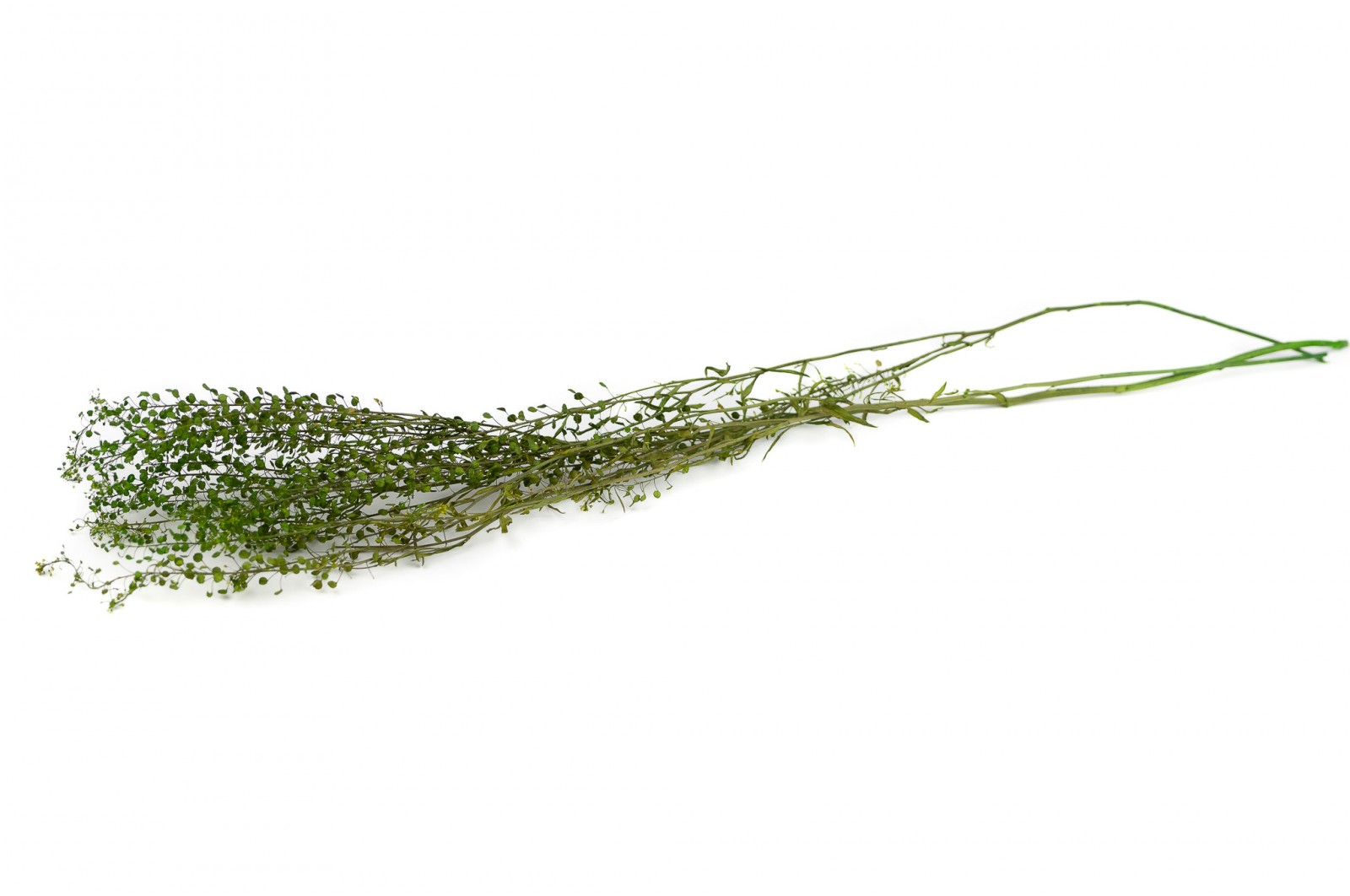 Lepidium stabilisé │vente aux pros│Grossiste en végétaux stabilisés