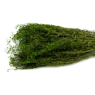 Preserved Lepidium│Sale to pros│Wholesaler of preserved plants