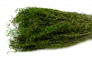 Lepidium stabilisé │vente aux pros│Grossiste en végétaux stabilisés