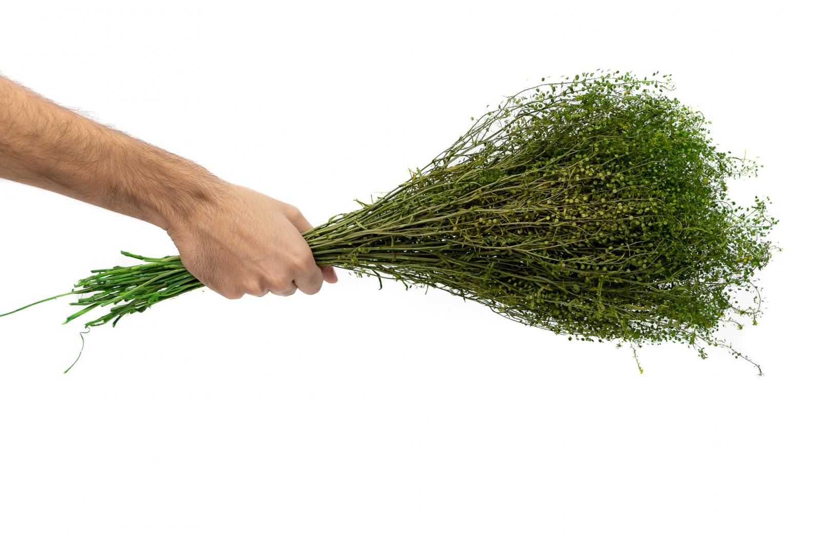 Lepidium stabilisé │vente aux pros│Grossiste en végétaux stabilisés