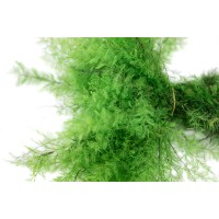 Air Fern stabilisée│vente aux pros│Grossiste