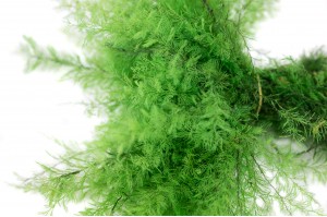 Air Fern stabilisée│vente aux pros│Grossiste