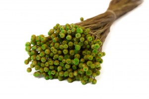 PHOCEALYS│Jazilda sec│vente aux pros│Grossiste en fleurs séchées