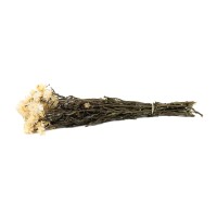 PHOCEALYS│Helichrysum sec│vente aux pros│Grossiste en fleurs séchées