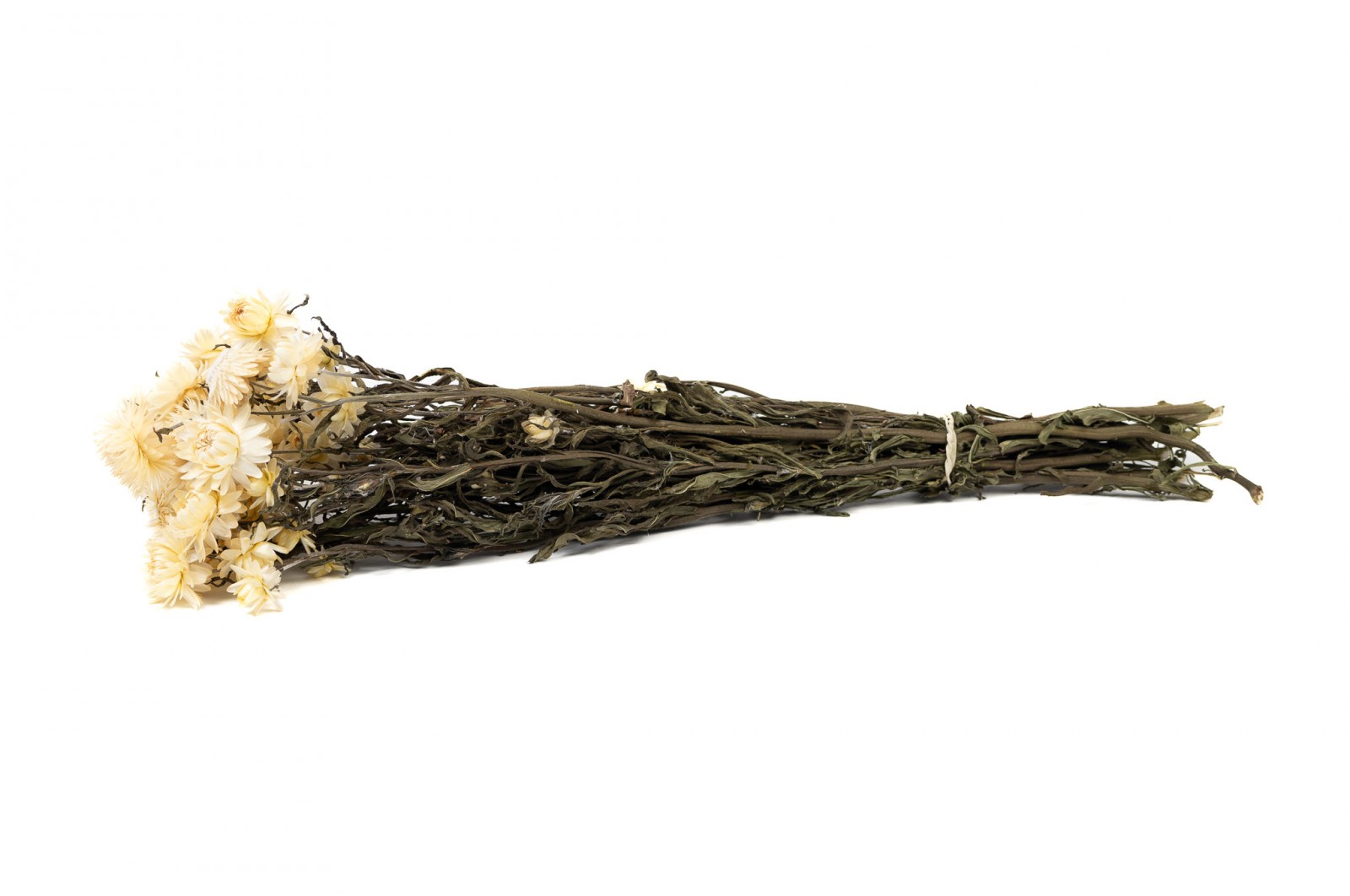 PHOCEALYS│Helichrysum sec│vente aux pros│Grossiste en fleurs séchées