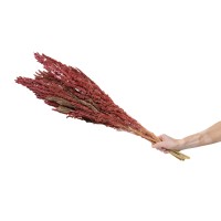 PHOCEALYS│Amarante sèche│vente aux pros│Grossiste en fleurs séchées