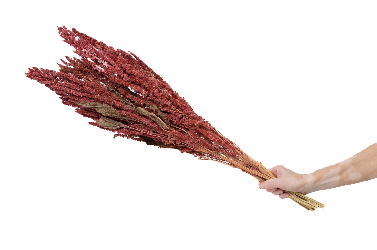 PHOCEALYS│Amarante sèche│vente aux pros│Grossiste en fleurs séchées