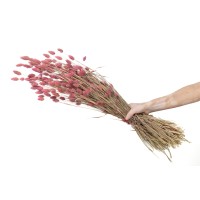 PHOCEALYS │Phalaris sec │vente aux pros│Grossiste en fleurs séchées