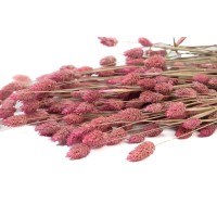 PHOCEALYS │Phalaris sec │vente aux pros│Grossiste en fleurs séchées