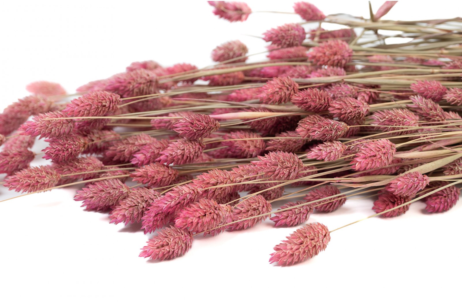 PHOCEALYS │Phalaris sec │vente aux pros│Grossiste en fleurs séchées