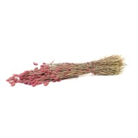 PHOCEALYS │Phalaris sec │vente aux pros│Grossiste en fleurs séchées