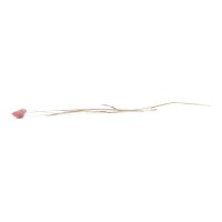 PHOCEALYS │Phalaris sec │vente aux pros│Grossiste en fleurs séchées