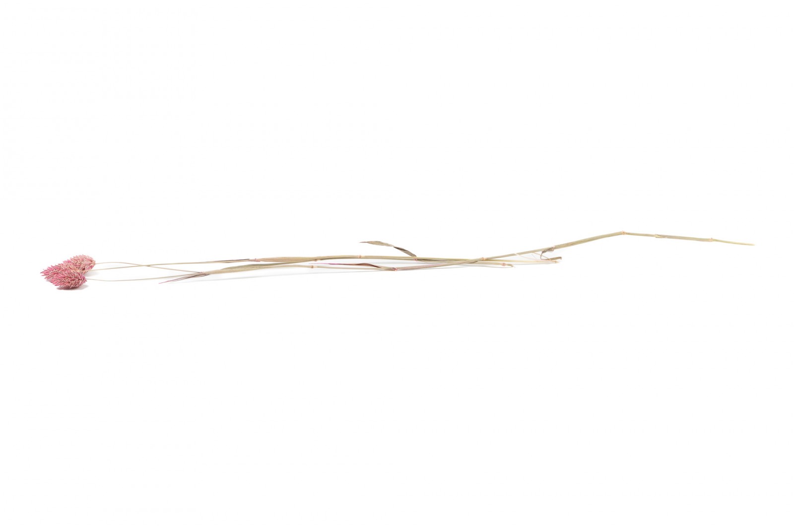 PHOCEALYS │Phalaris sec │vente aux pros│Grossiste en fleurs séchées