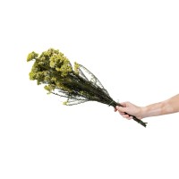 Diosmi stabilisé│vente aux pros│Grossiste en végétaux stabilisées