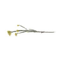 Diosmi stabilisé│vente aux pros│Grossiste en végétaux stabilisées