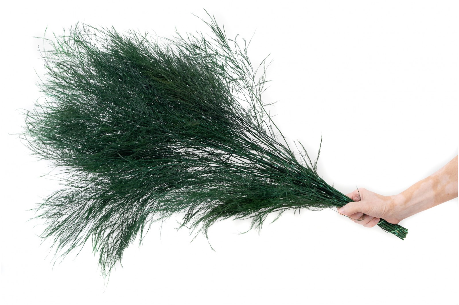 PHOCEALYS│Tree fern stabilisé│vente aux pros│Grossiste