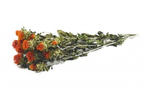 PHOCEALYS │Carthamus sec │vente aux pros│Grossiste en fleurs séchées