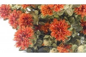 PHOCEALYS │Carthamus sec │vente aux pros│Grossiste en fleurs séchées