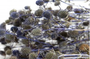 PHOCEALYS│Chardon Eryngium sec│vente aux pros│Grossiste