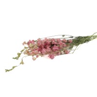 PHOCEALYS │delphinium sec│vente aux pros│Grossiste en fleurs séchées