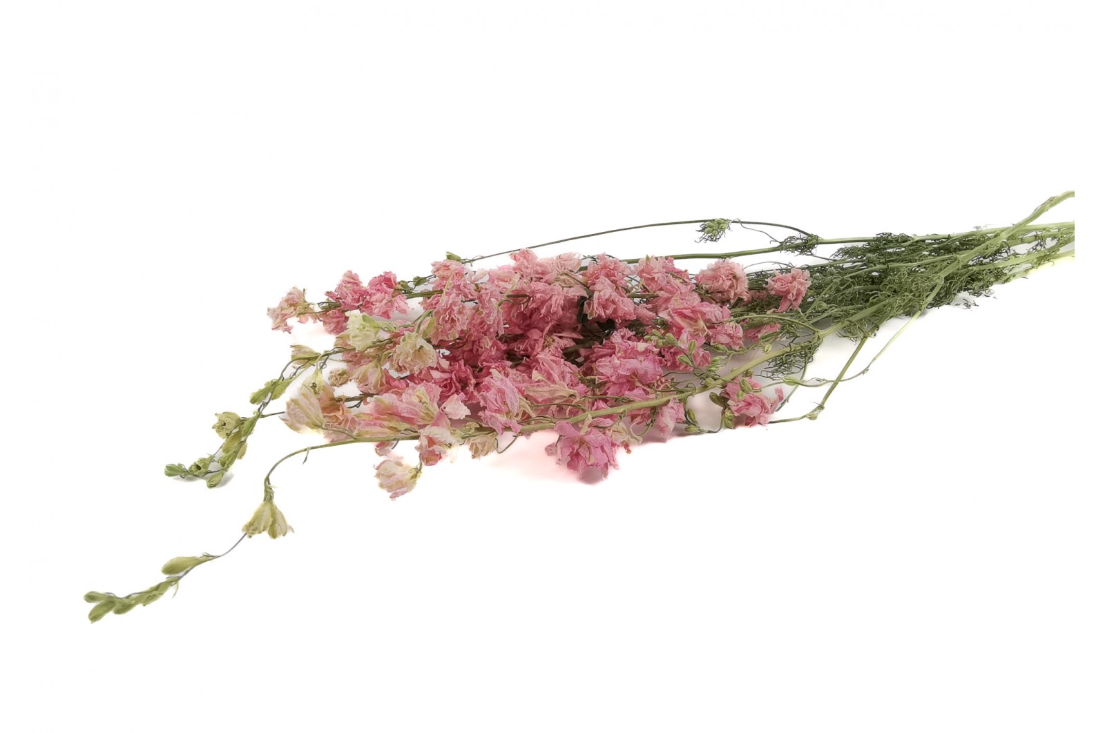 PHOCEALYS │delphinium sec│vente aux pros│Grossiste en fleurs séchées