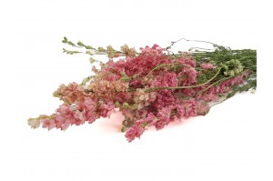 PHOCEALYS │delphinium sec│vente aux pros│Grossiste en fleurs séchées
