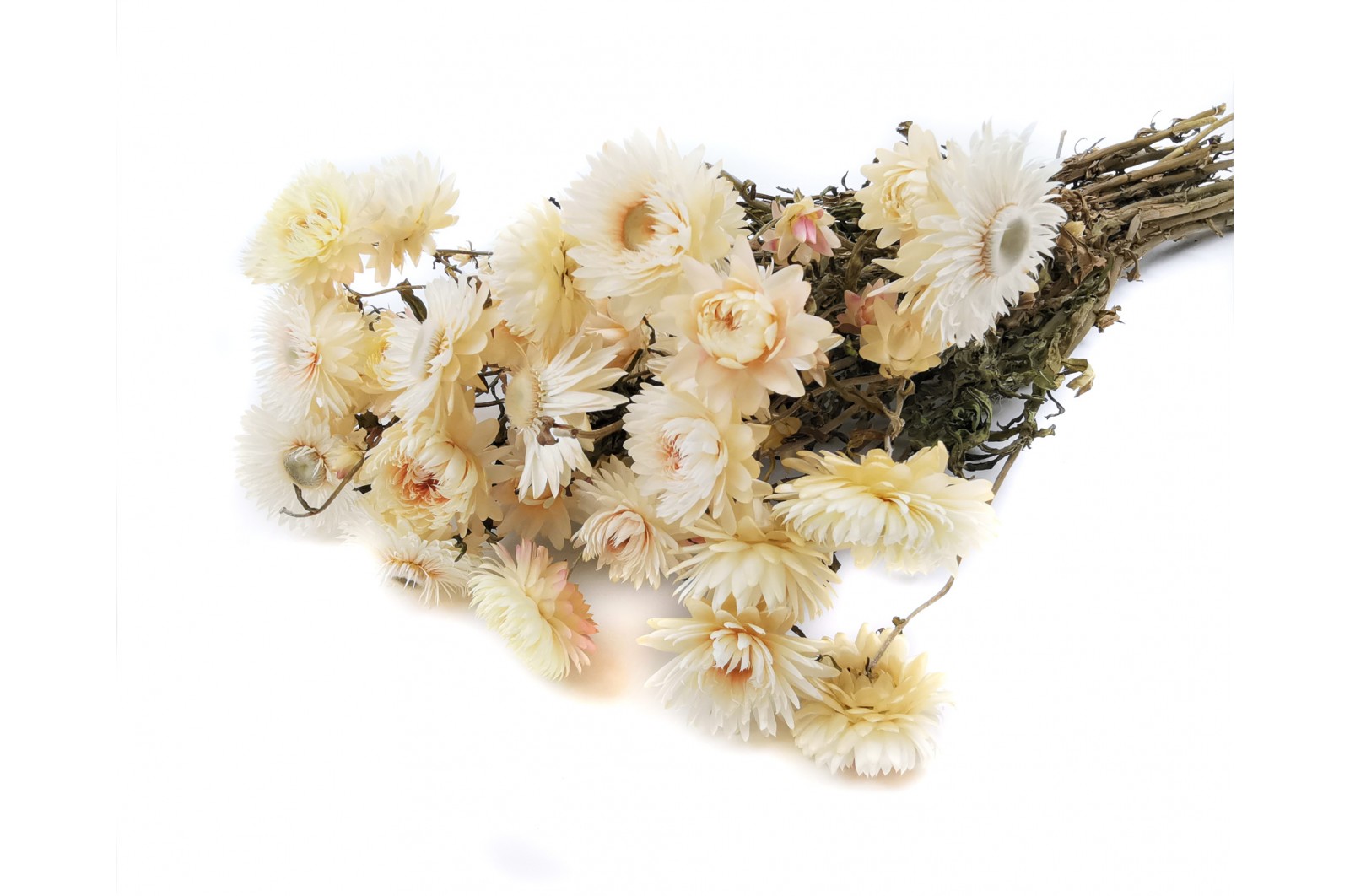 PHOCEALYS│Helichrysum sec│vente aux pros│Grossiste en fleurs séchées