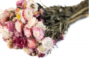 PHOCEALYS│Helichrysum sec│vente aux pros│Grossiste en fleurs séchées