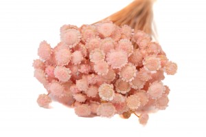 PHOCEALYS│Marguerite sèche │vente aux pros│Grossiste en fleurs séchées