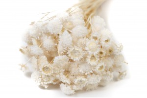 PHOCEALYS│Marguerite sèche │vente aux pros│Grossiste en fleurs séchées