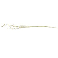 PHOCEALYS │Lin sec│vente aux pros│Grossiste en fleurs séchées