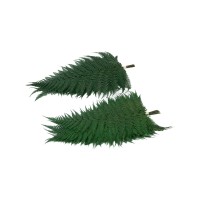PHOCEALYS│Fougère brillante stabilisée│vente aux pros│Grossiste