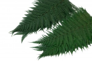 PHOCEALYS│Fougère brillante stabilisée│vente aux pros│Grossiste