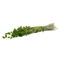 PHOCEALYS │Phalaris sec │vente aux pros│Grossiste en fleurs séchées