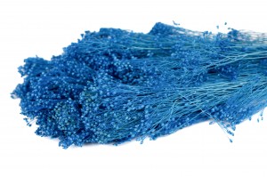PHOCEALYS │Broom stabilisé│vente aux pros│Grossiste