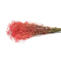PHOCEALYS │Gypsophile stabilisé│vente aux pros│Grossiste