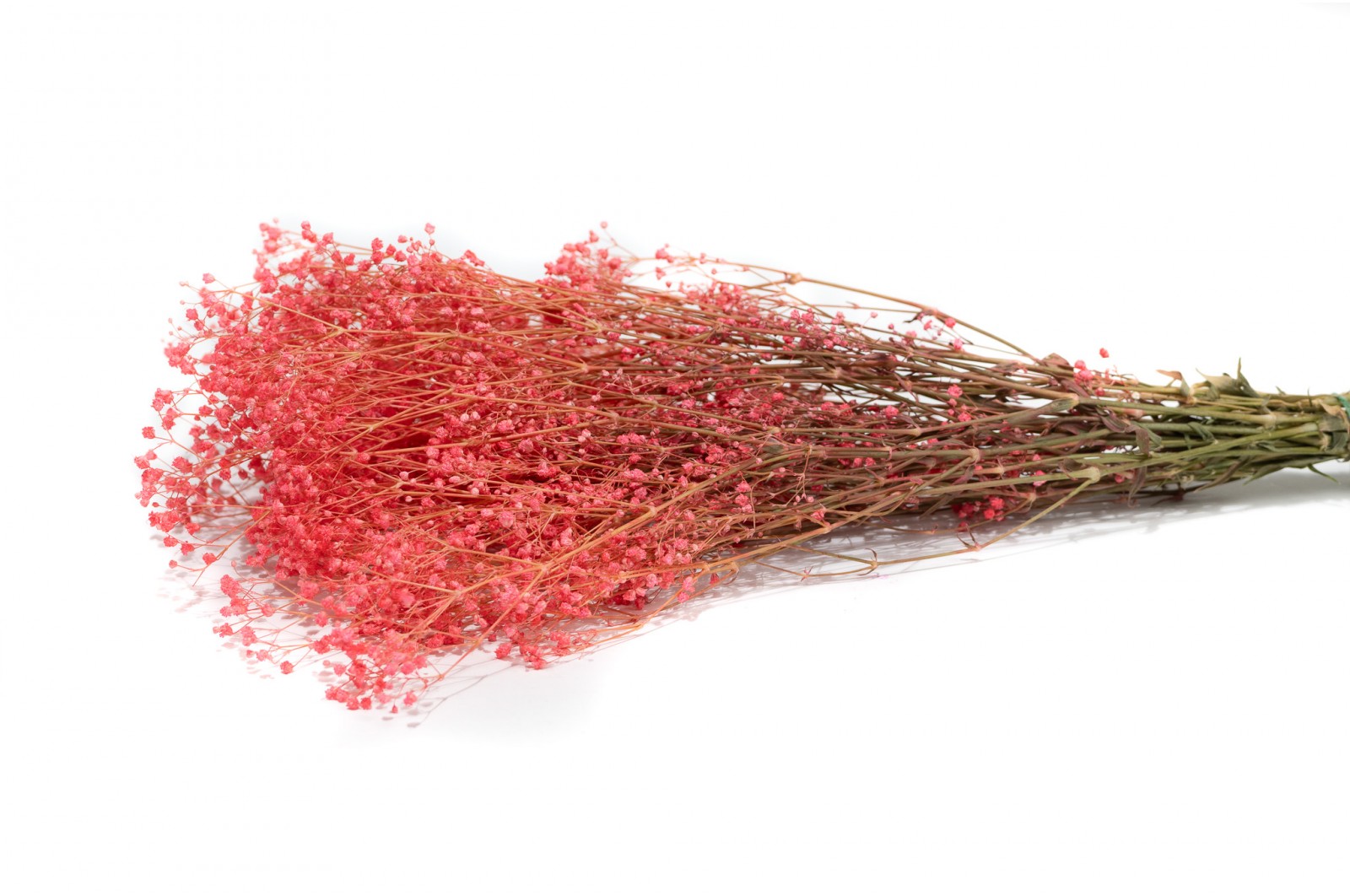 PHOCEALYS │Gypsophile stabilisé│vente aux pros│Grossiste