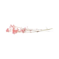 PHOCEALYS │Gypsophile stabilisé│vente aux pros│Grossiste