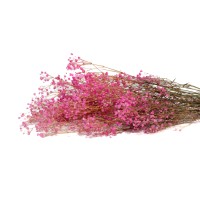 PHOCEALYS │Gypsophile stabilisé│vente aux pros│Grossiste