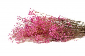 PHOCEALYS │Gypsophile stabilisé│vente aux pros│Grossiste
