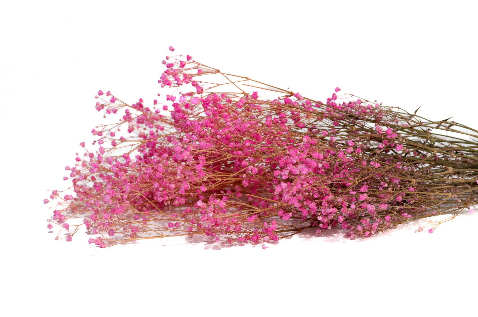 PHOCEALYS │Gypsophile stabilisé│vente aux pros│Grossiste