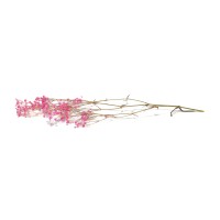 PHOCEALYS │Gypsophile stabilisé│vente aux pros│Grossiste