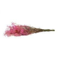 PHOCEALYS │Gypsophile stabilisé│vente aux pros│Grossiste