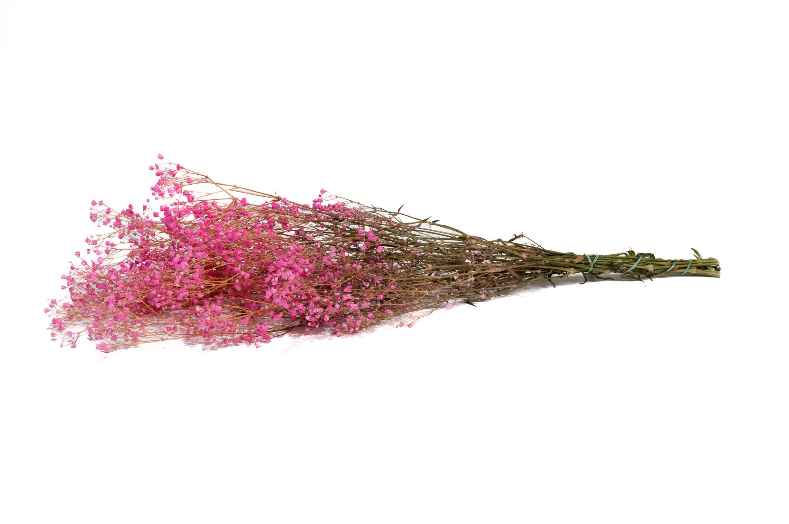 PHOCEALYS │Gypsophile stabilisé│vente aux pros│Grossiste
