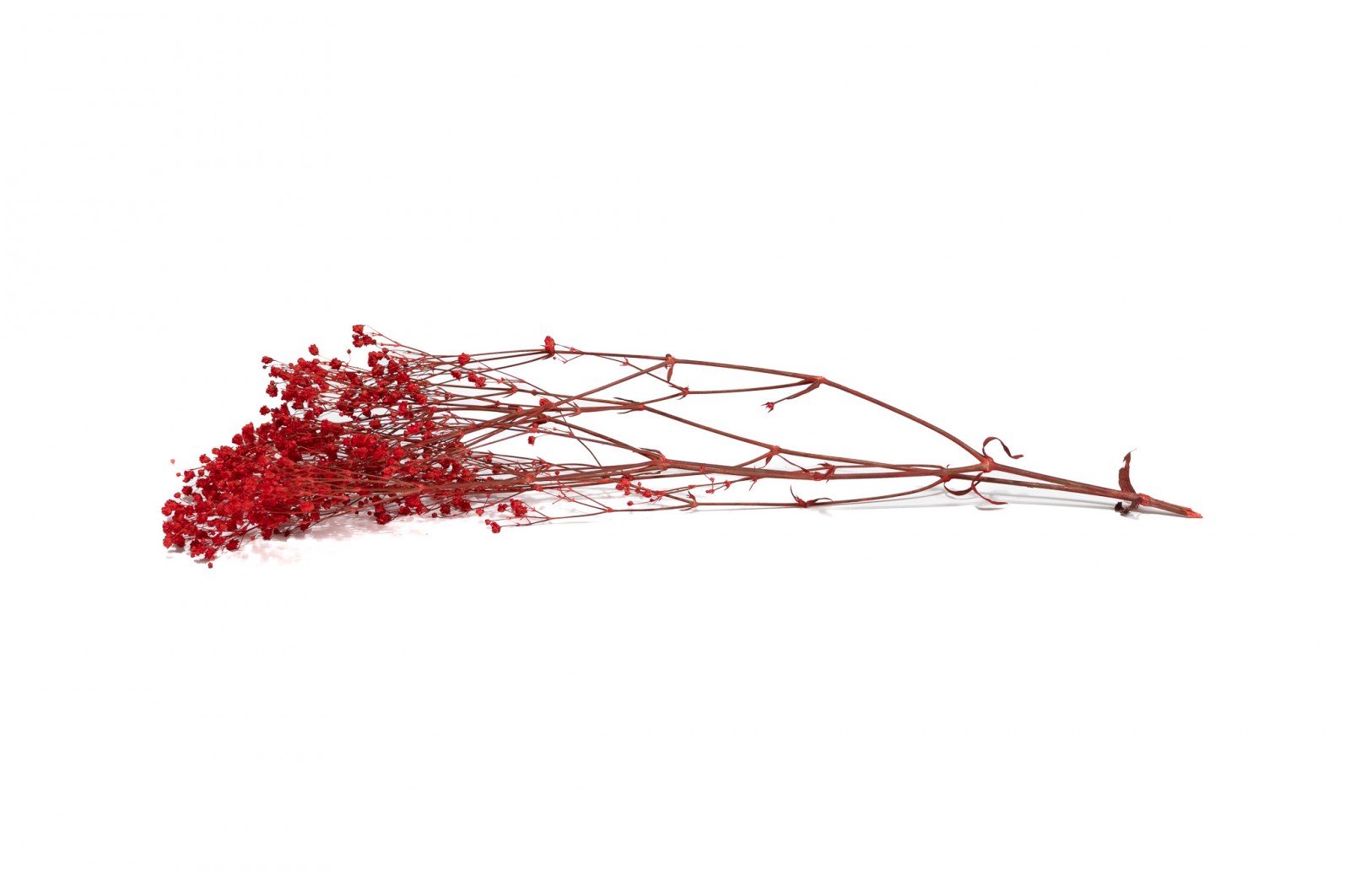 PHOCEALYS │Gypsophile stabilisé│vente aux pros│Grossiste