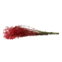 PHOCEALYS │Gypsophile stabilisé│vente aux pros│Grossiste